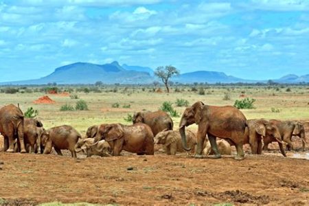 Tsavo National Park