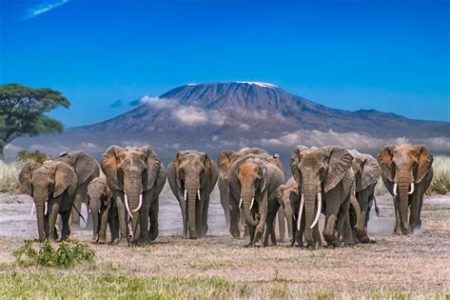 Amboseli National Park