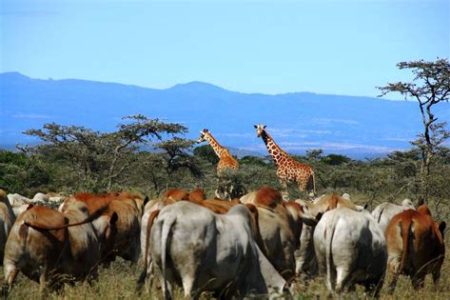 Ol Pejeta Conservancy